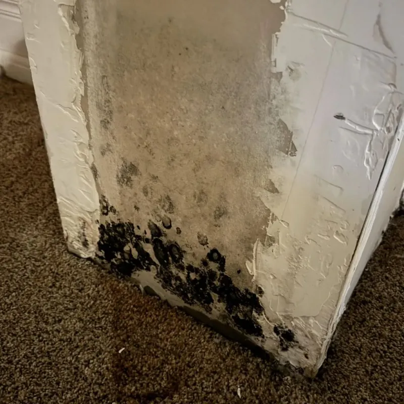 Professional Mold Removal in Clarksville, VA